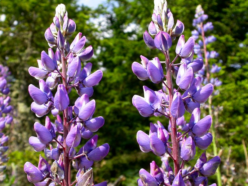 Lupinus polyphyllus